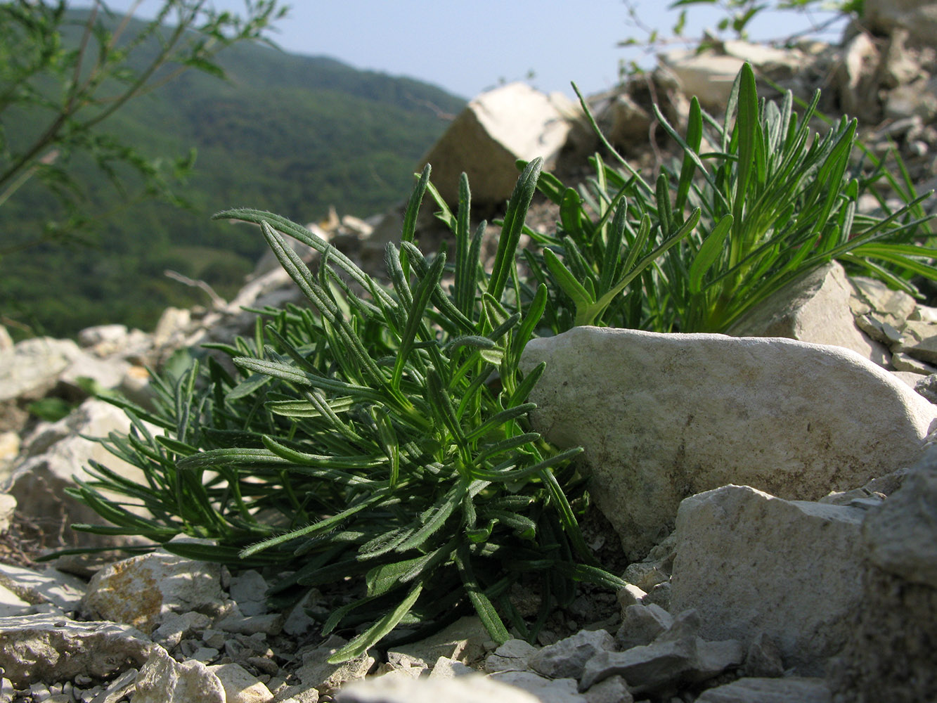 Image of Ajuga chia specimen.