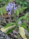 Pseuderanthemum crenulatum