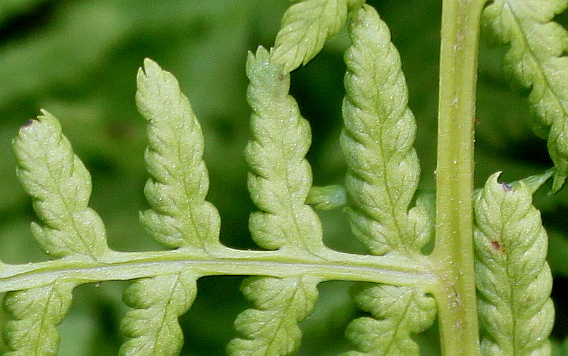 Изображение особи Athyrium filix-femina.