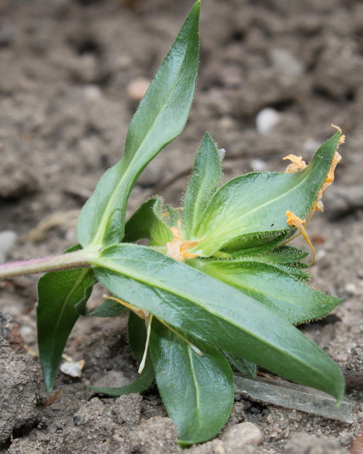 Image of Collomia grandiflora specimen.