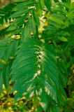 Pterocarya fraxinifolia