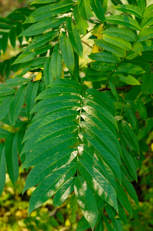 Image of Pterocarya fraxinifolia specimen.