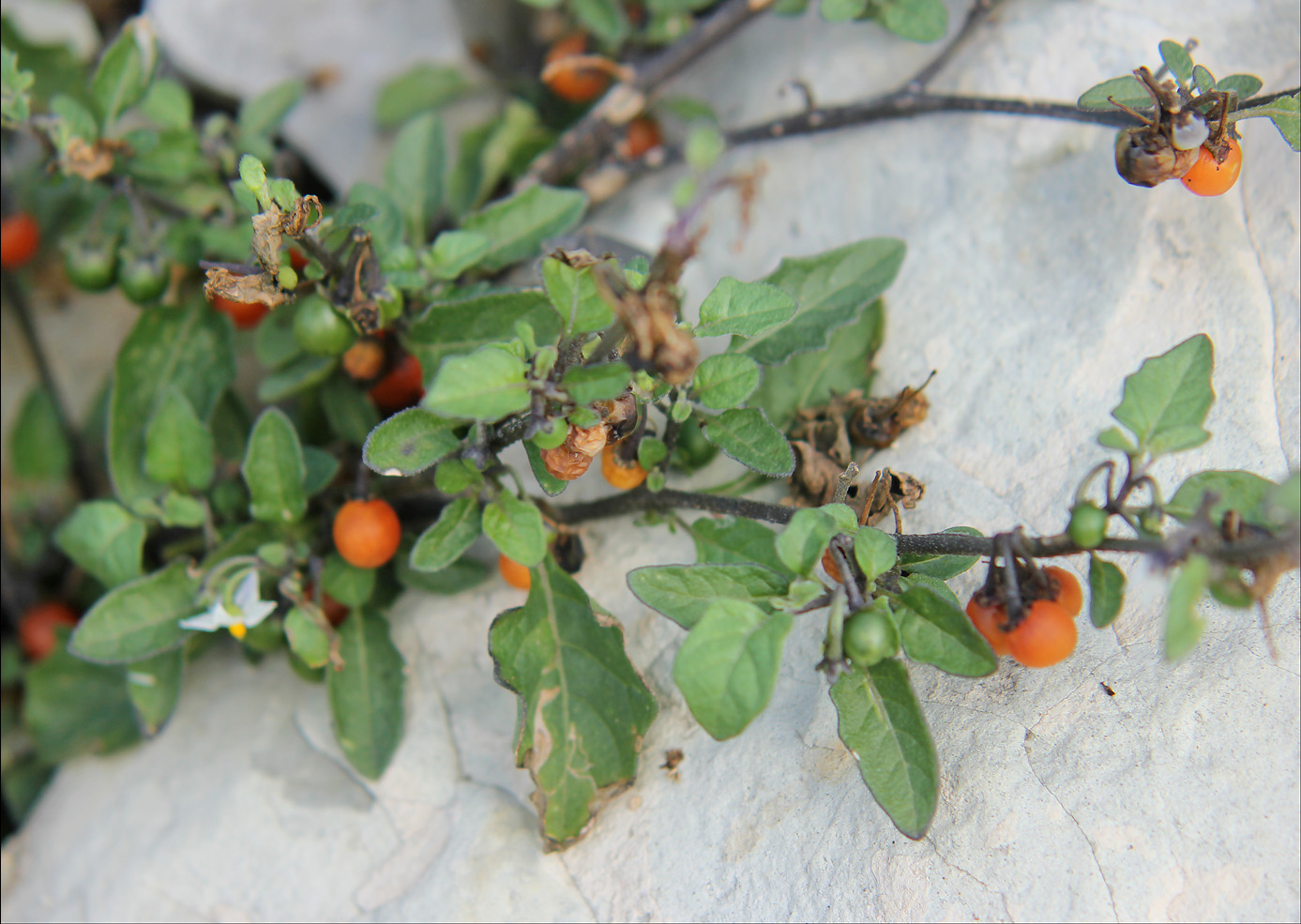 Изображение особи Solanum zelenetzkii.