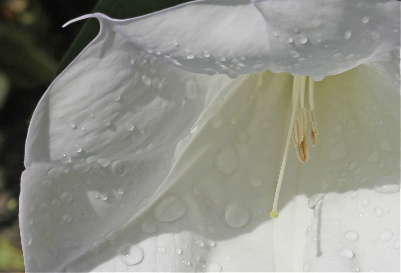 Image of Datura innoxia specimen.