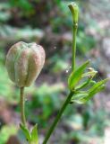 Lilium pilosiusculum. Верхушка цветоноса с созревающим плодом. Украина, Киев, лес на восточной окраине. 28.08.2013.