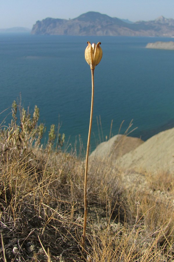 Image of Tulipa suaveolens specimen.