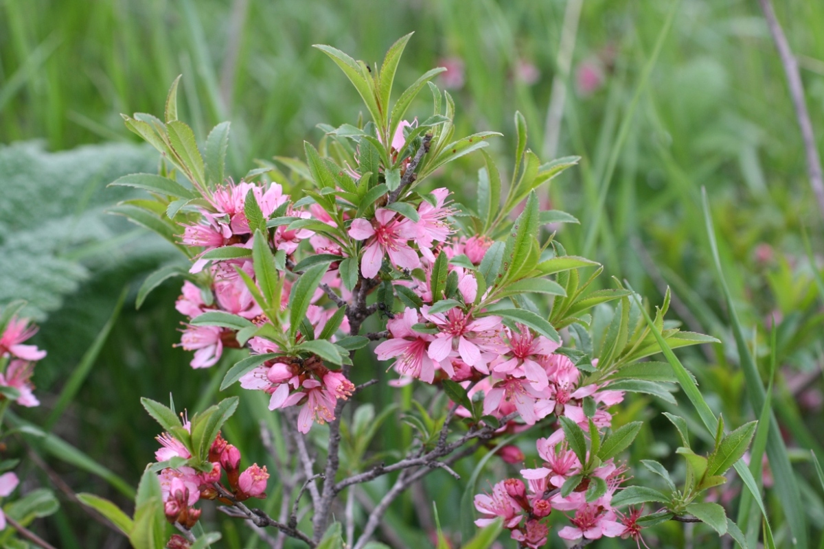 Изображение особи Amygdalus nana.