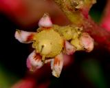Mangifera indica 