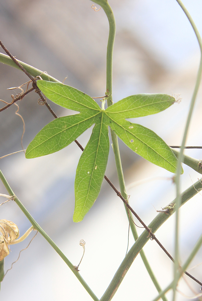 Image of Passiflora caerulea specimen.