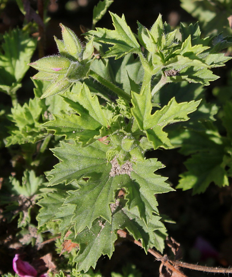 Image of Pelargonium &times; domesticum specimen.