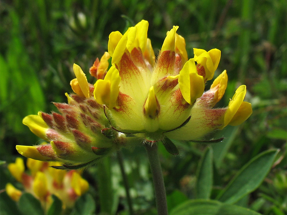 Изображение особи Anthyllis pseudovulneraria.