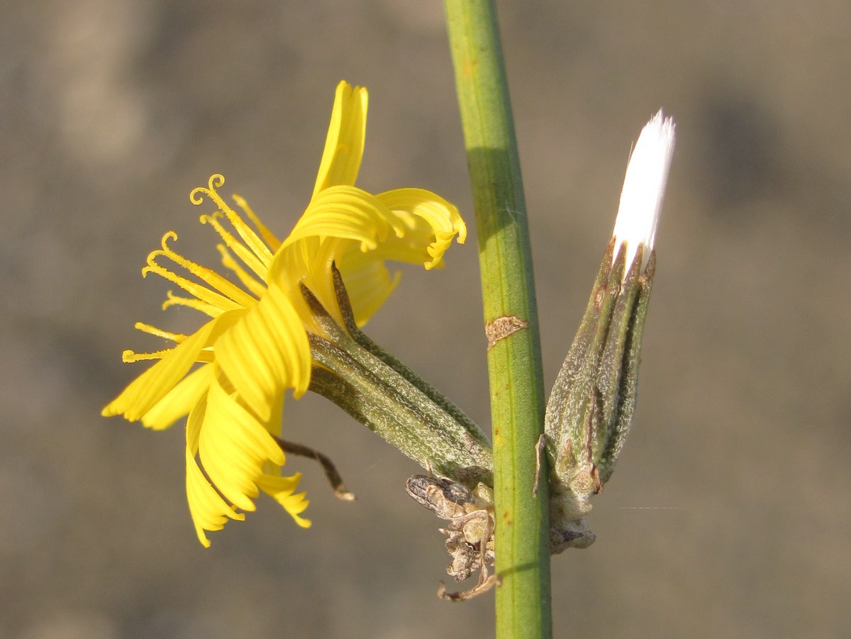 Image of Chondrilla juncea specimen.