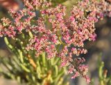 Limonium sokotranum. Часть соцветия. Сокотра, южное побережье в окр. дер. Аомак. 01.01.2014.