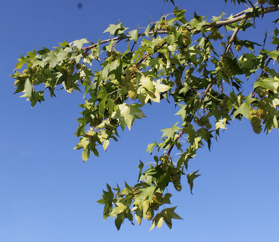 Image of Liquidambar styraciflua specimen.