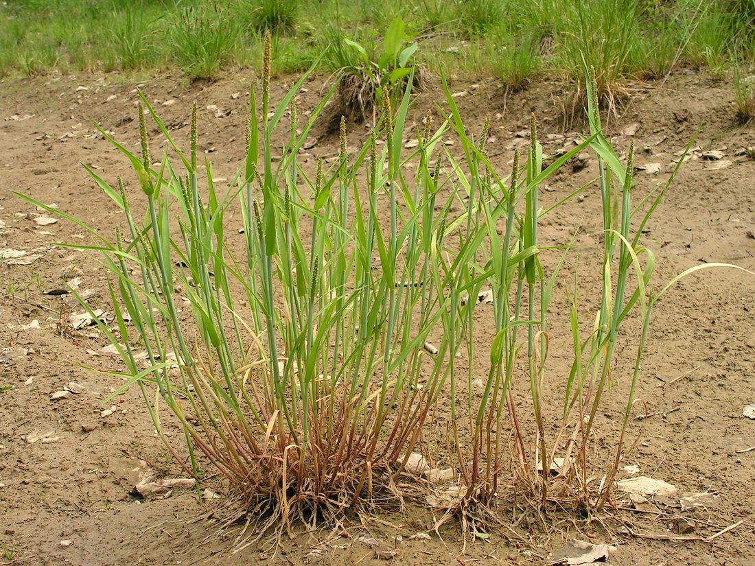 Image of Alopecurus aequalis specimen.