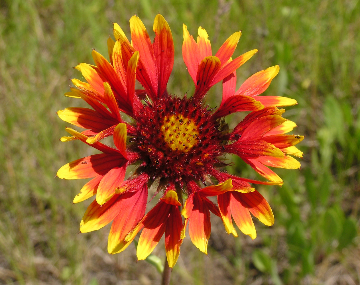 Изображение особи Gaillardia &times; grandiflora.