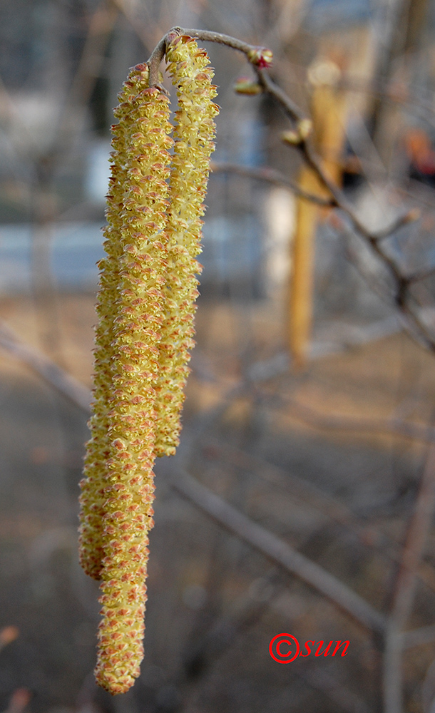 Image of Corylus avellana specimen.