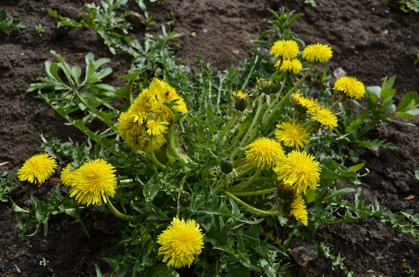 Изображение особи Taraxacum officinale.