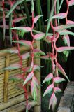 Heliconia chartacea. Соцветия. Таиланд, Краби. 18.06.2013.