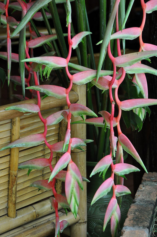 Изображение особи Heliconia chartacea.