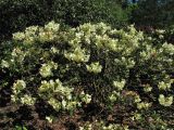 Rhododendron campylocarpum