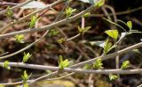 Baccharis halimifolia