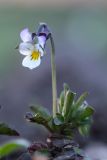 Viola arvensis