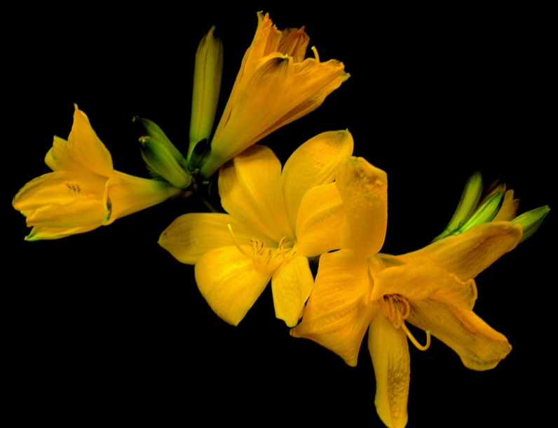 Image of Hemerocallis esculenta specimen.