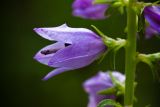 Campanula ruthenica