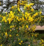 Sarothamnus scoparius. Верхняя часть цветущего растения. Германия, г. Дюссельдорф, Ботанический сад университета. 28.04.2014.
