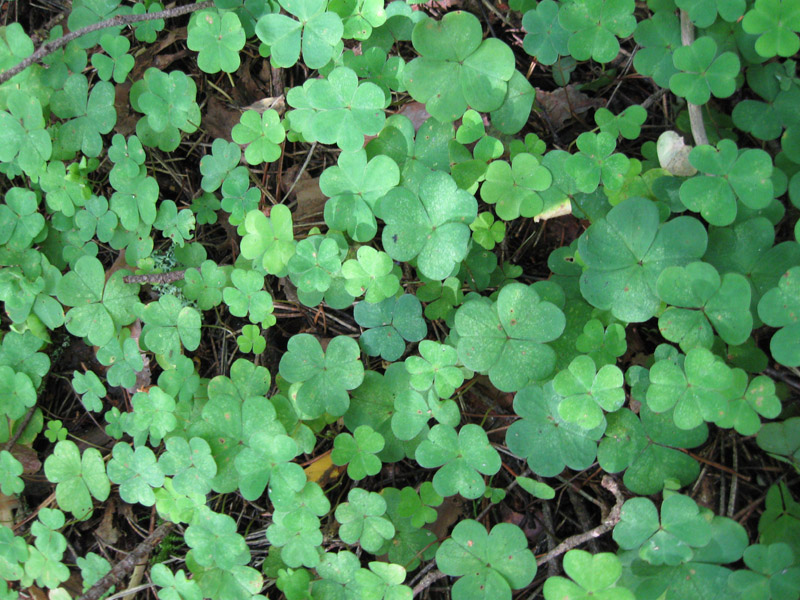 Image of Oxalis acetosella specimen.
