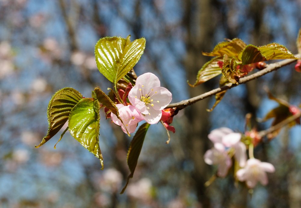 Изображение особи Cerasus sachalinensis.