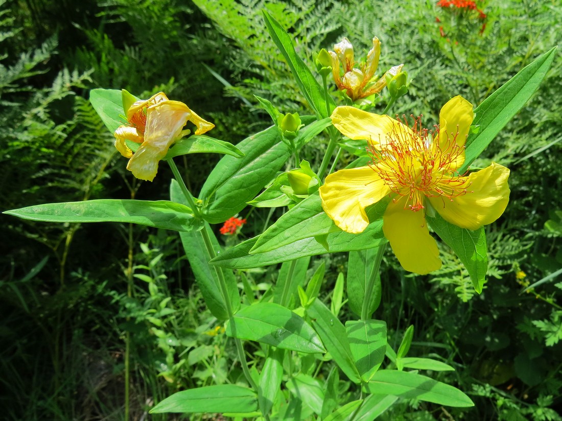 Image of Hypericum ascyron specimen.
