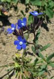 Anchusa pusilla. Верхушка цветущего растения. Крым, окр. Феодосии, Курортное, пустырь. 27 апреля 2014 г.