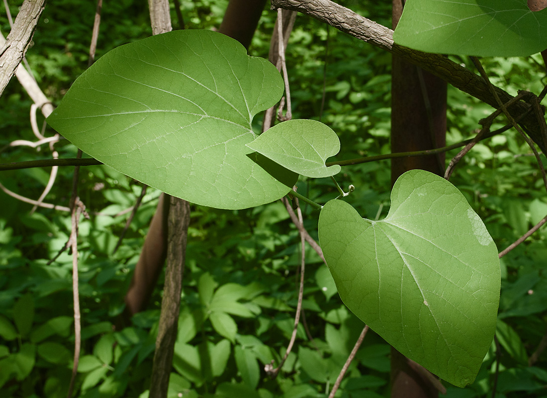 Image of Aristolochia manshuriensis specimen.