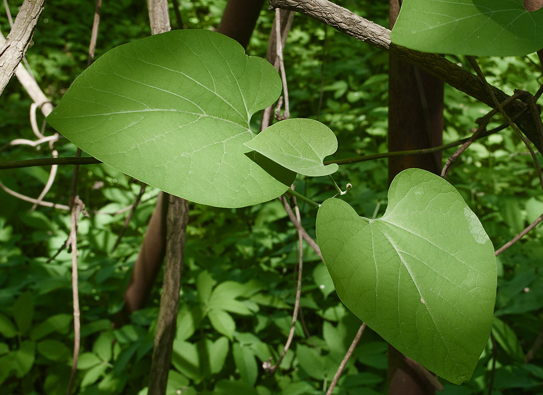 Изображение особи Aristolochia manshuriensis.