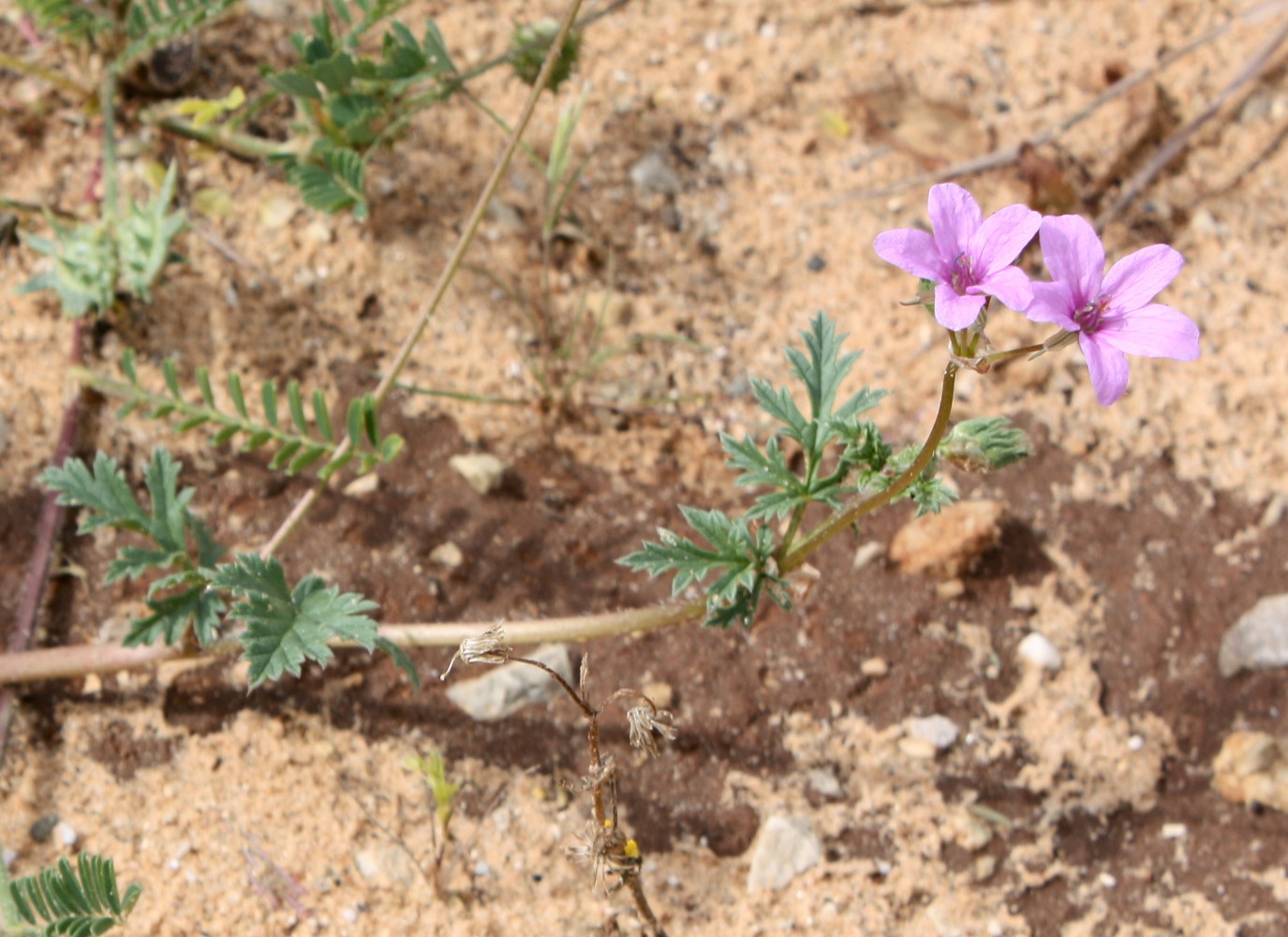 Image of Erodium laciniatum specimen.