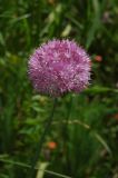 Allium caricifolium