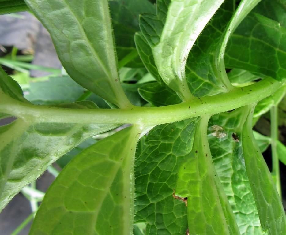 Изображение особи род Valeriana.