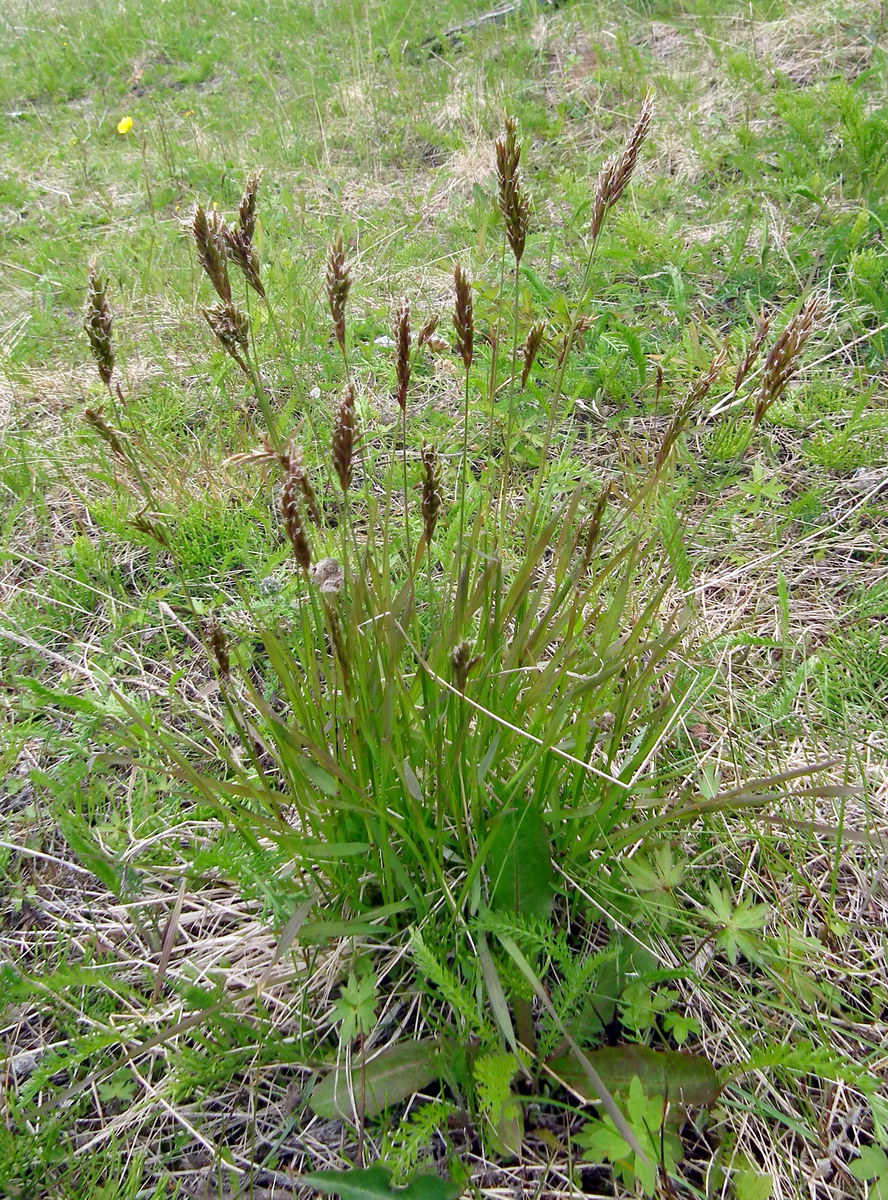 Image of Anthoxanthum alpinum specimen.