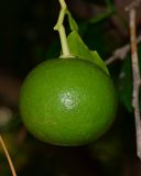 Image of taxon representative. Author is Татьяна Мальчинская