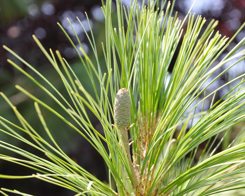Image of Pinus wallichiana specimen.