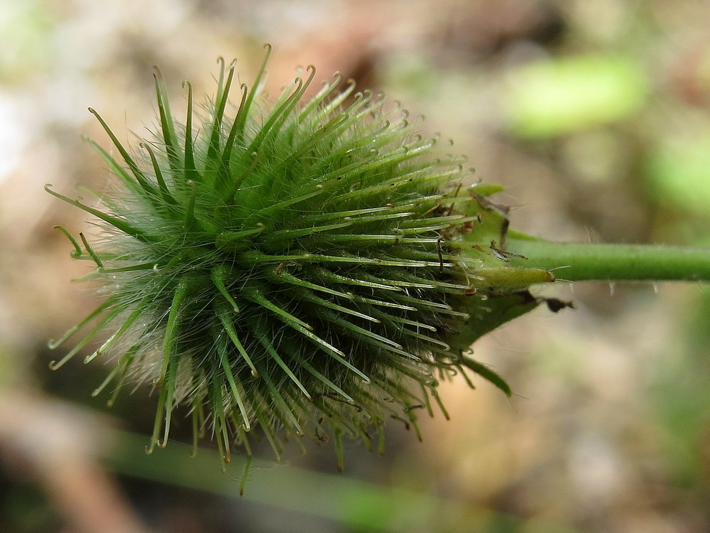 Изображение особи Geum aleppicum.