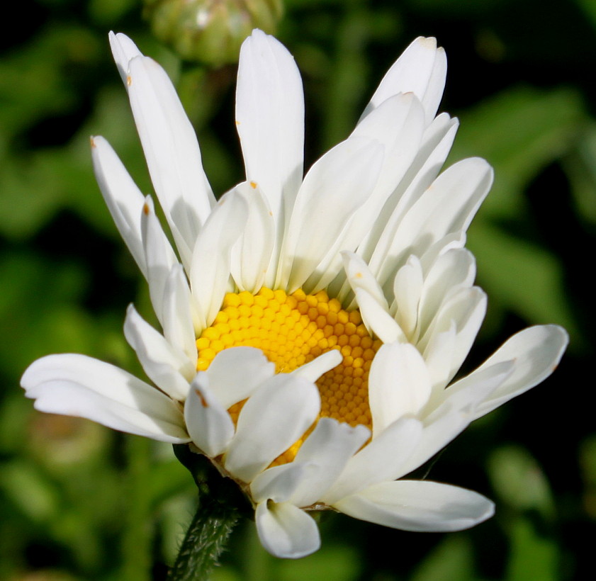 Изображение особи Leucanthemum maximum.