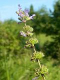 Salvia verticillata. Верхушка цветущего растения. Республика Абхазия, Новый Афон, обочина дороги. Август 2014 г.