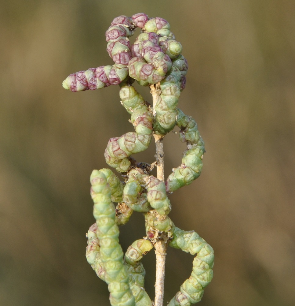 Изображение особи Sarcocornia fruticosa.