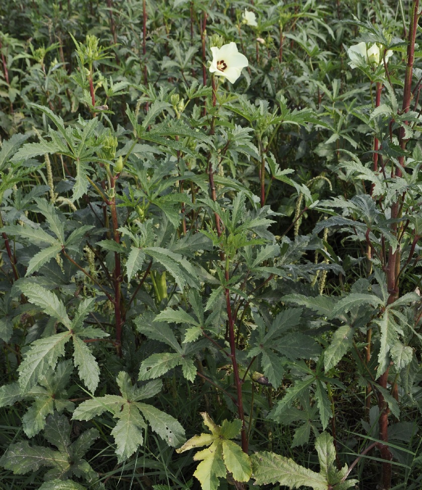 Изображение особи Hibiscus esculentus.