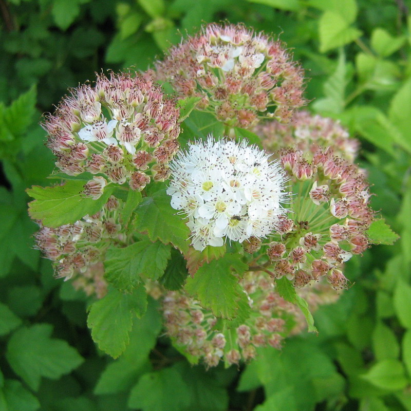 Image of Physocarpus opulifolius specimen.