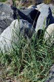 Leymus arenarius. Цветущие растения. Белое море, Большой Соловецкий остров. 06.07.2014.