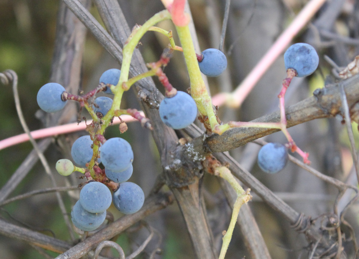 Image of genus Vitis specimen.